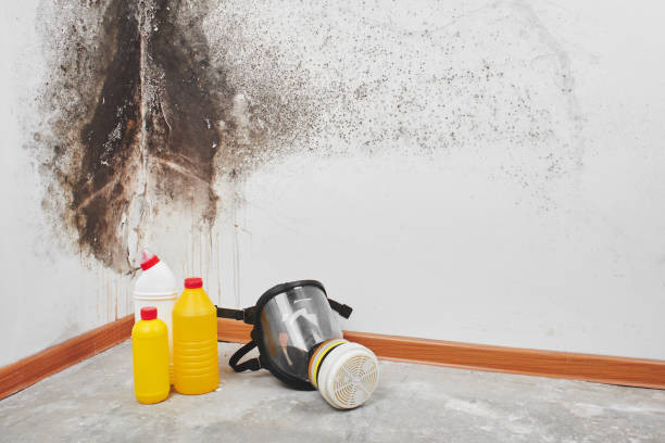 Best Mold Testing  in Stearns, KY