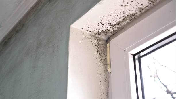 Best Attic Mold Removal  in Stearns, KY