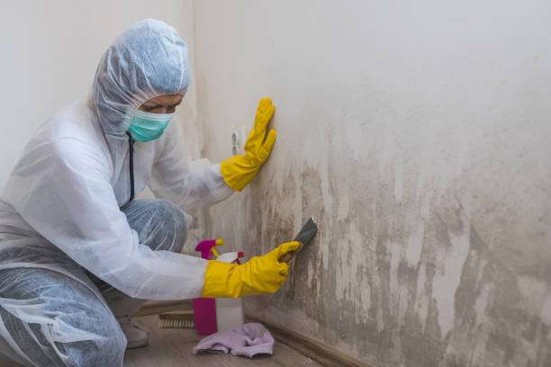 Best Black Mold Removal  in Stearns, KY
