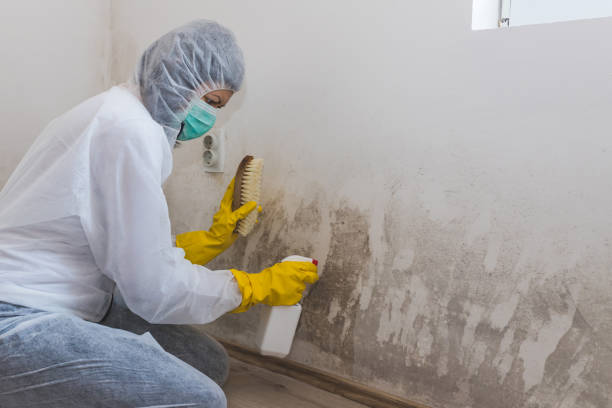 Best Fast Mold Removal  in Stearns, KY