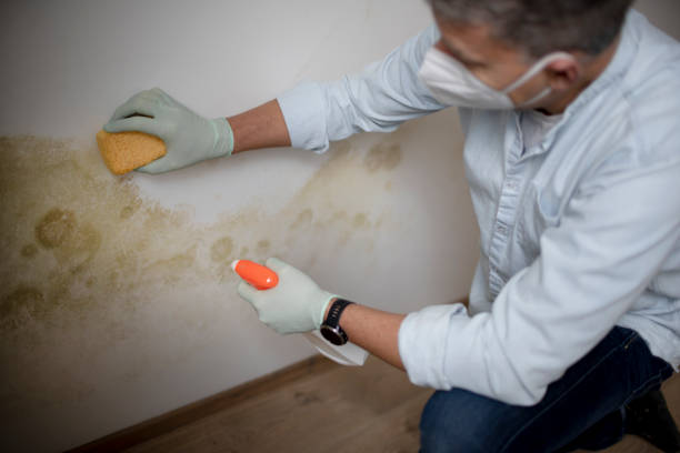 Best Fast Mold Removal  in Stearns, KY