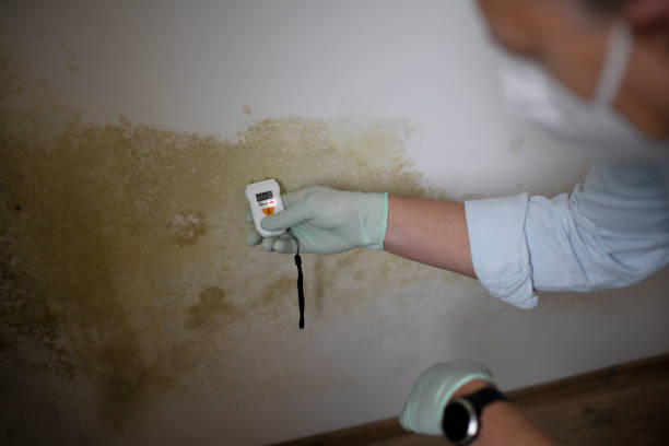 Best Commercial Mold Removal  in Stearns, KY