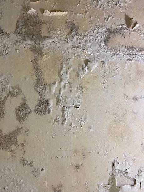 Best Mold Remediation Experts  in Stearns, KY