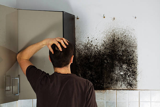 Mold Removal Process in Stearns, KY