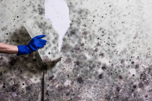 Best Mold Removal Process  in Stearns, KY