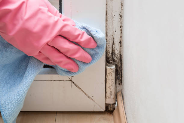 Best Same-Day Mold Removal  in Stearns, KY